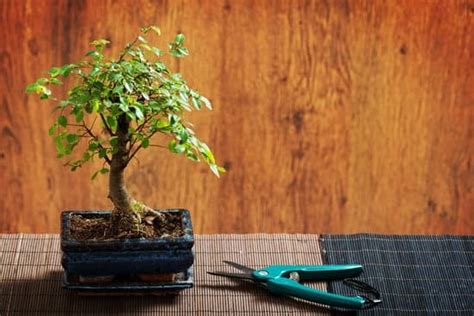 Bonsai perde Foglie: Le Cause e le Soluzioni .